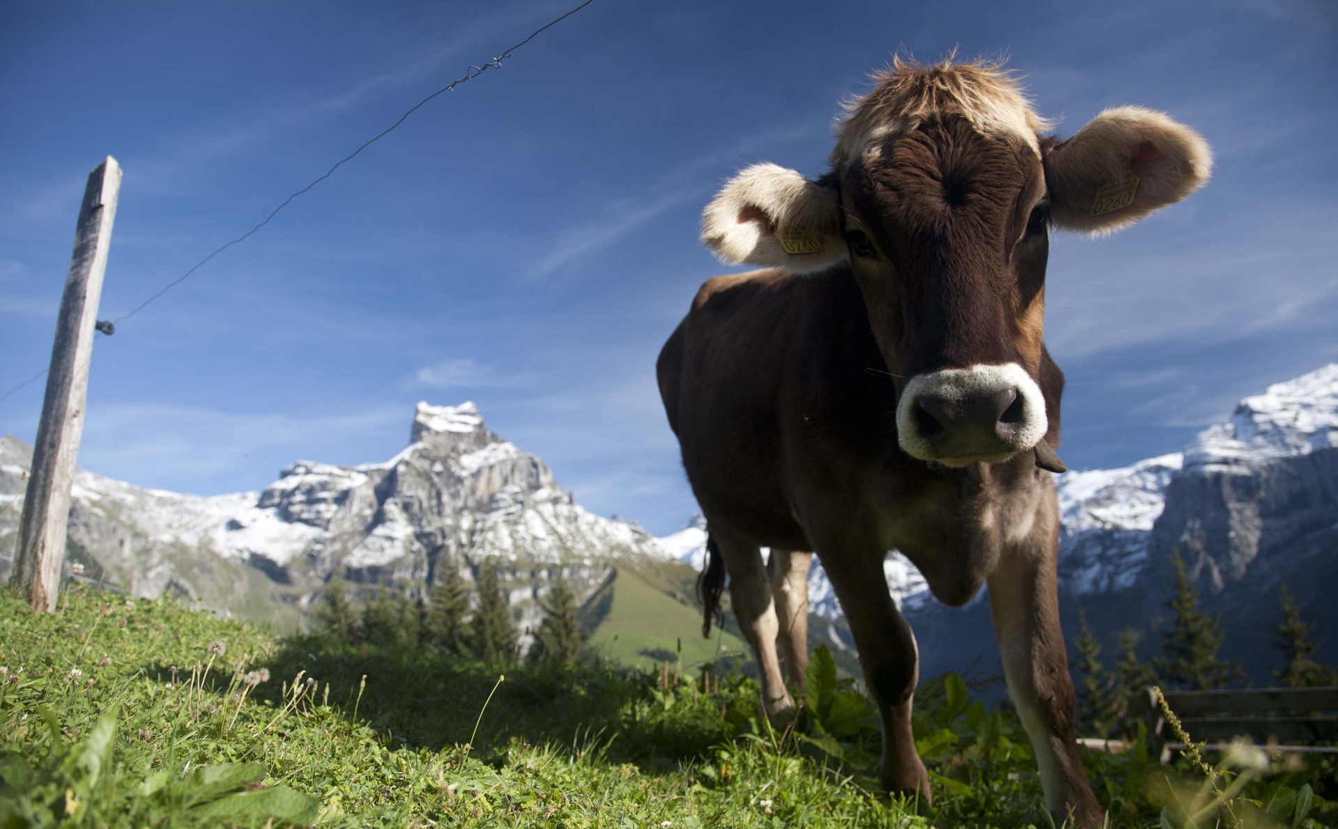 egyetlen találkozón jura svájc)