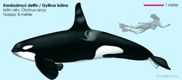Kardszárnyú delfin - Gyilkos bálna