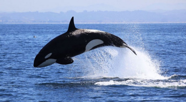 Orcinus Orca - Killer whale
