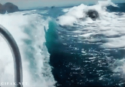Kardszárnyú delfin úszik - Killer whales swimming