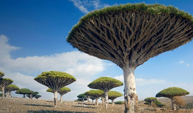 Socotra, Jemen 1