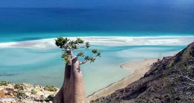 Socotra fák
