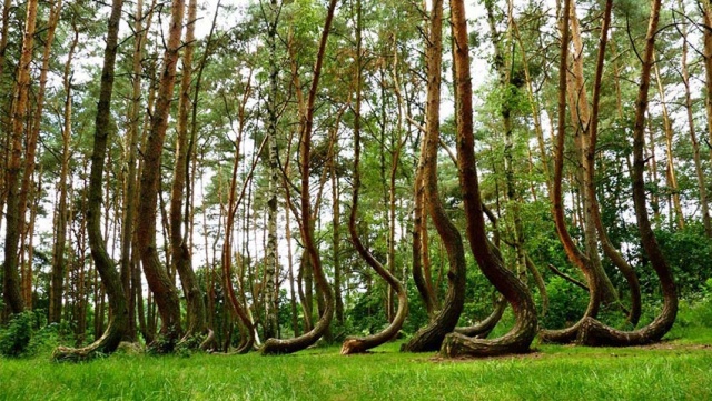 Görbe erdő Lengyelország görbe fák 2
