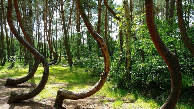 Görbe erdő Lengyelország görbe fák 3