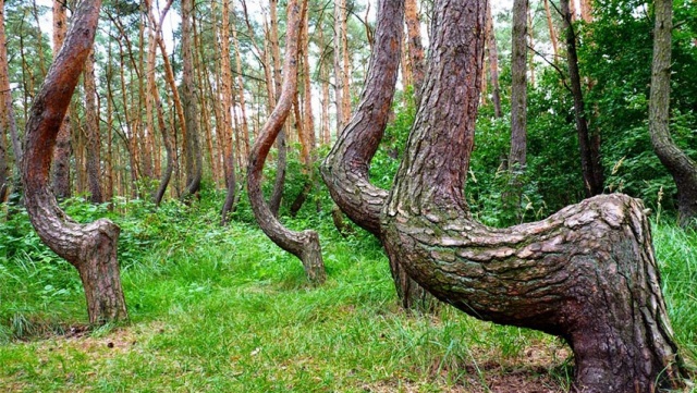 Görbe erdő Lengyelország görbe fák 4