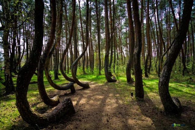 Görbe erdő Lengyelország görbe fák 5
