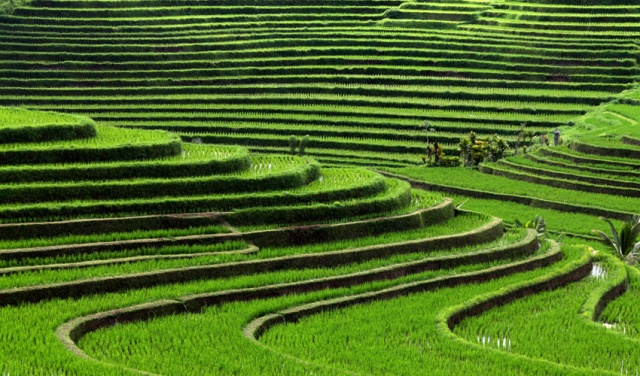 Rizs teraszok, indonézia