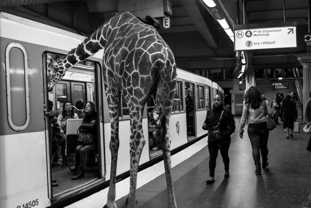 Állatok a párizsi metróban