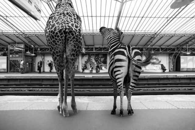 Állatok a párizsi metróban