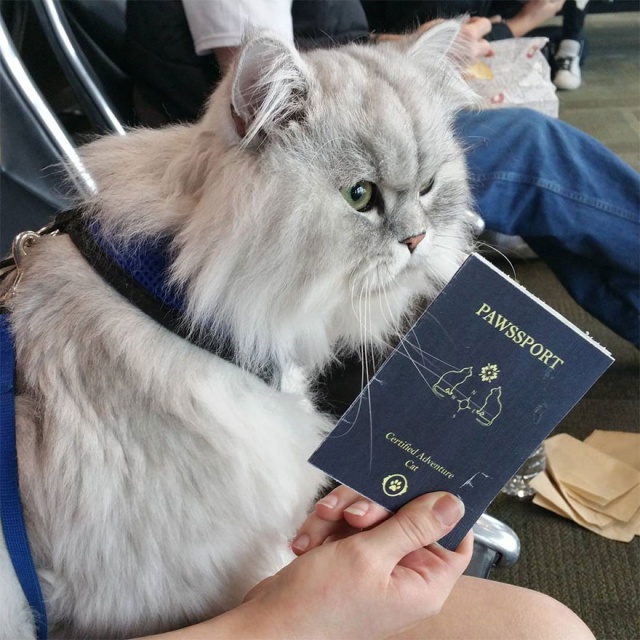 Ismerjétek meg Gandalfot az utazó cicát!