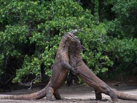 Dél-Szulavézi (Celebes) - Komodo - Bali