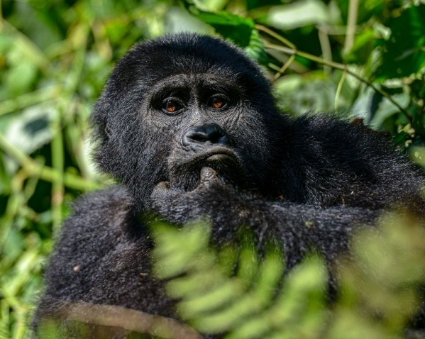 Uganda varázsa - Csimpánzok és hegyi gorillák világa (Repülő)