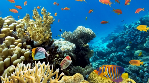 Ellaidhoo Maldives by Cinnamon ****