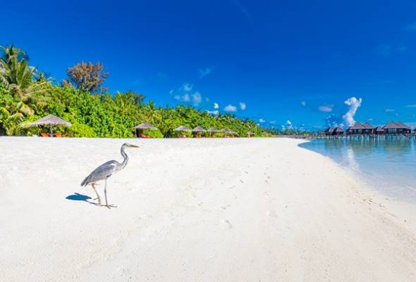 Sun Siyam Olhuveli **** TP, repülővel