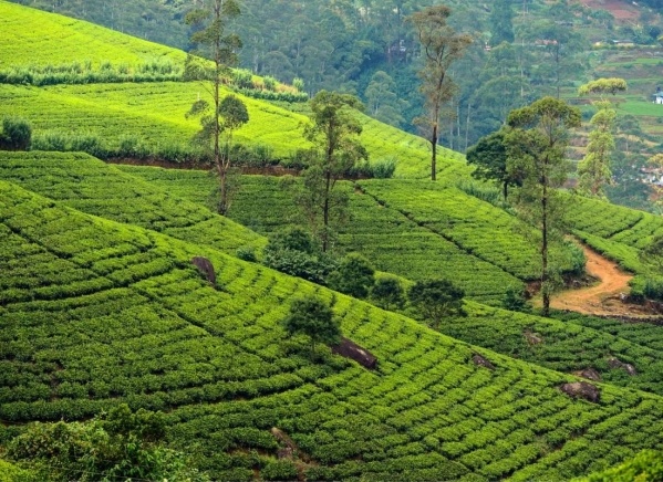 Karácsony Srí Lankán