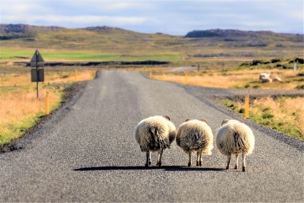 Nagy izlandi körutazás - csoportos utazás magyar idegenvezetéssel 2026.06.30.-07.07.