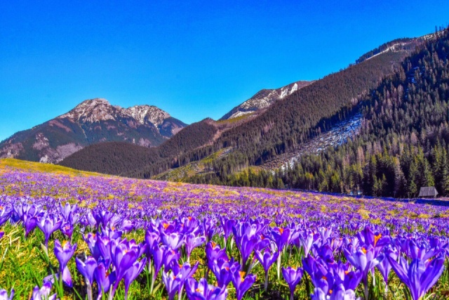 Barangolások Zakopanéban és TÁTRAI KRÓKUSZ virágzás