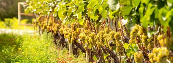 Kalandozás a Prosecco hazájában