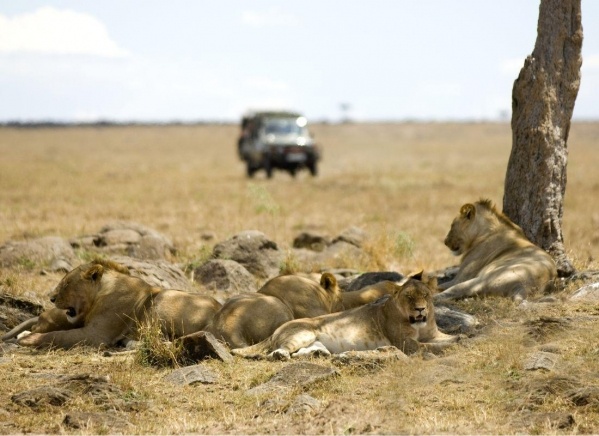 A Nagy állatvándorlás nyomában: Szafari Kenya és Tanzánia Vadonjában