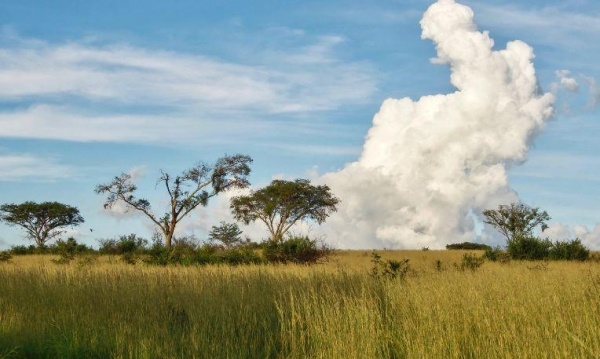 Uganda varázsa Csimpánzok és hegyi gorillák világa