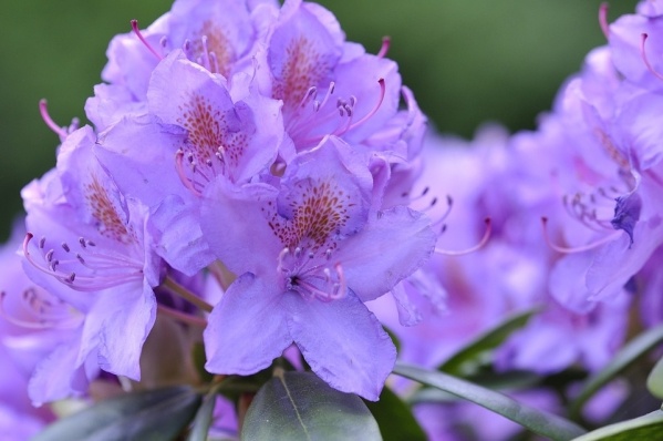Rhododendron virágzás Burgenlandi várlátogatással