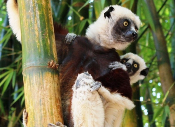 Szilveszter Madagaszkáron