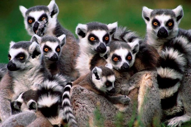 Madagaszkári kalandok pihenéssel a Seychelle-szigeteken - 2026. november