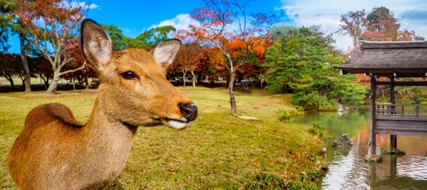Japán arcai - körutazás a hagyománytól a jövőig, repülővel