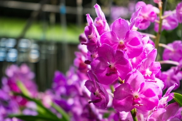 ORCHIDEÁK KAVALKÁDJA KLOSTERNEUBURGBAN